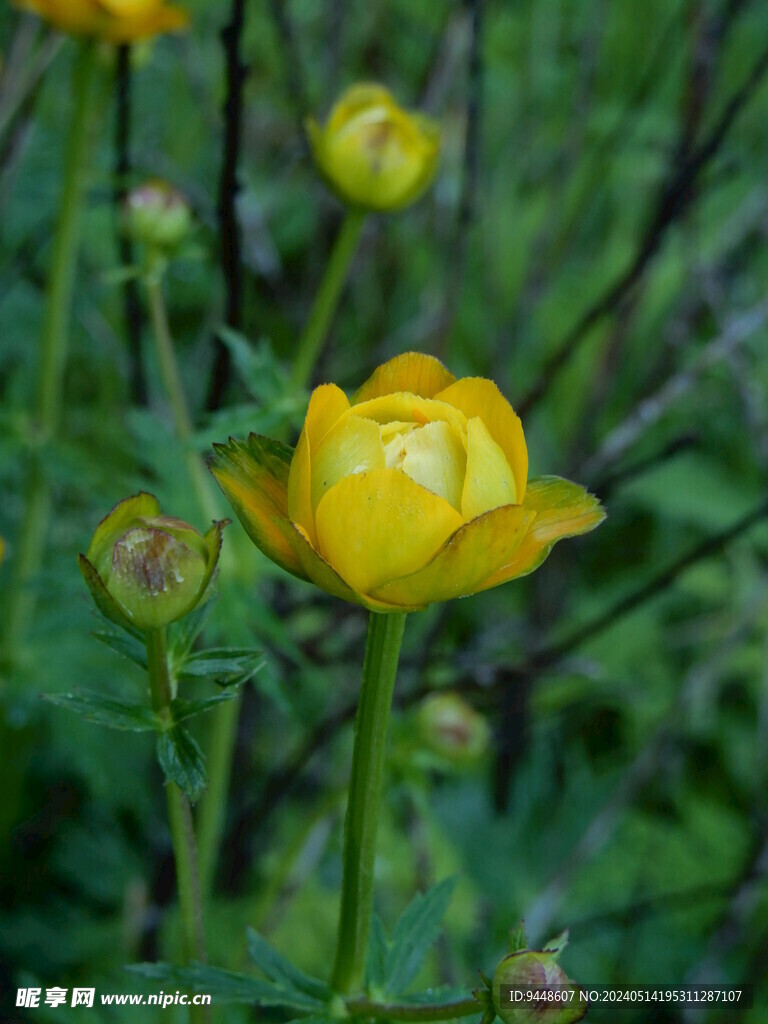 金莲花