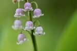铃兰花 
