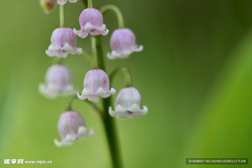 铃兰花 