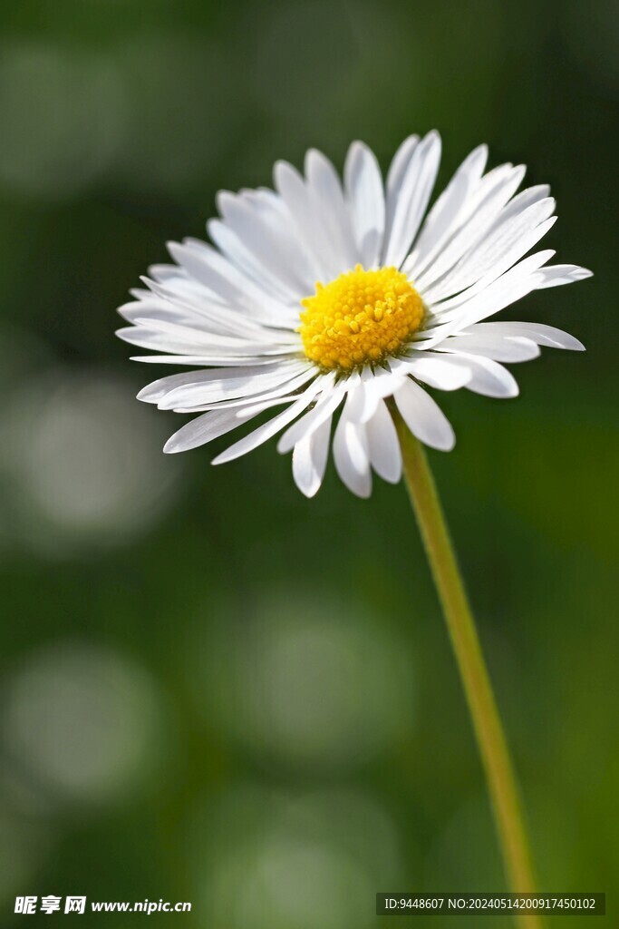 小雏菊花枝摄影图片 