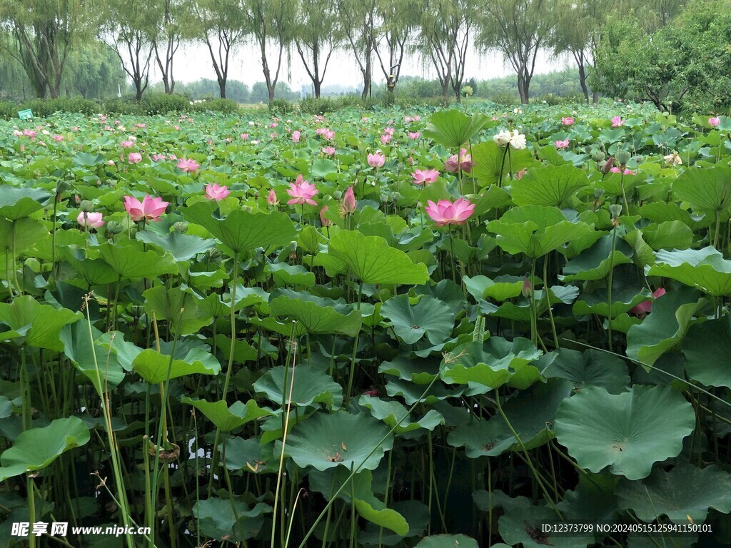 荷花池