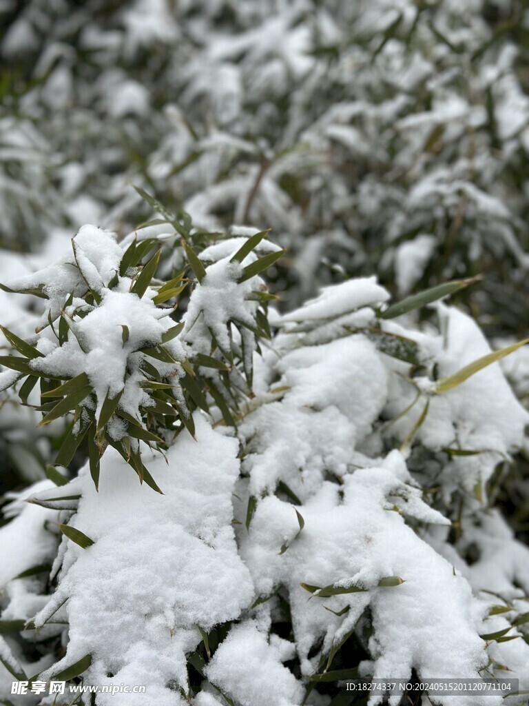 雪景