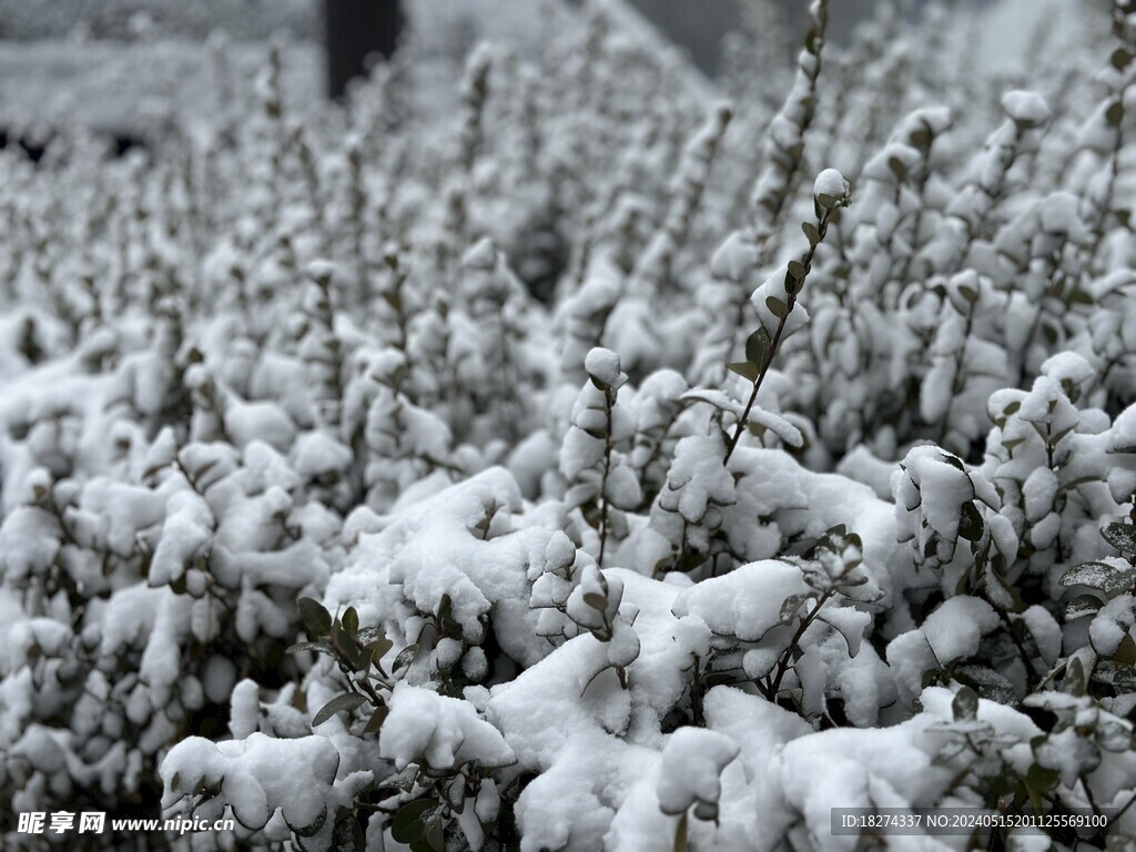 雪景