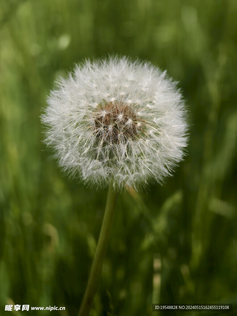 蒲公英 冠毛特写 灯笼草