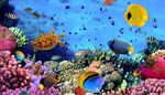 海底世界海洋鱼类珊瑚