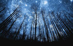 森林夜空