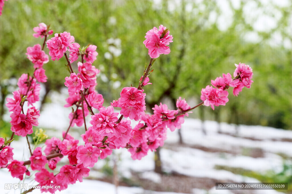 桃花