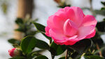 茶花