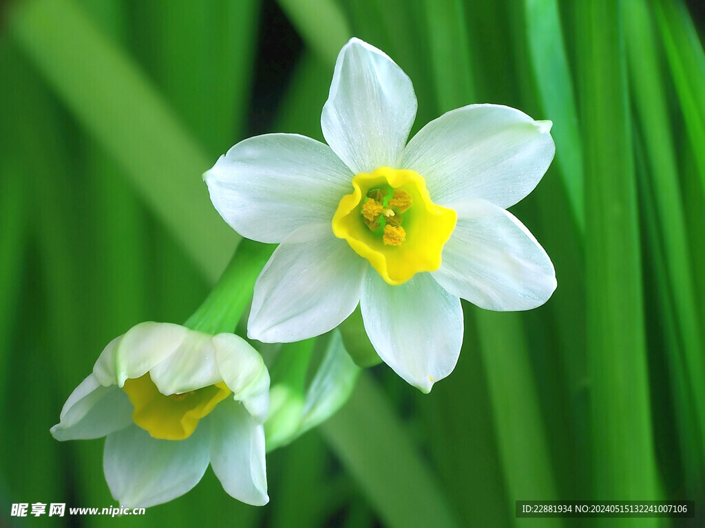  水仙花 