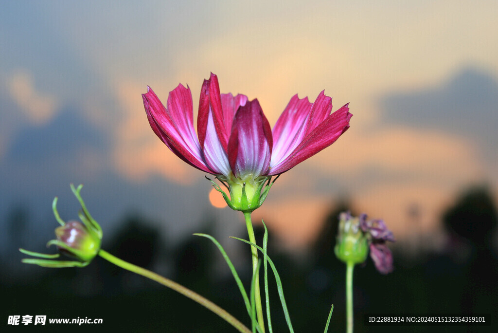 格桑花