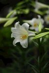 百合