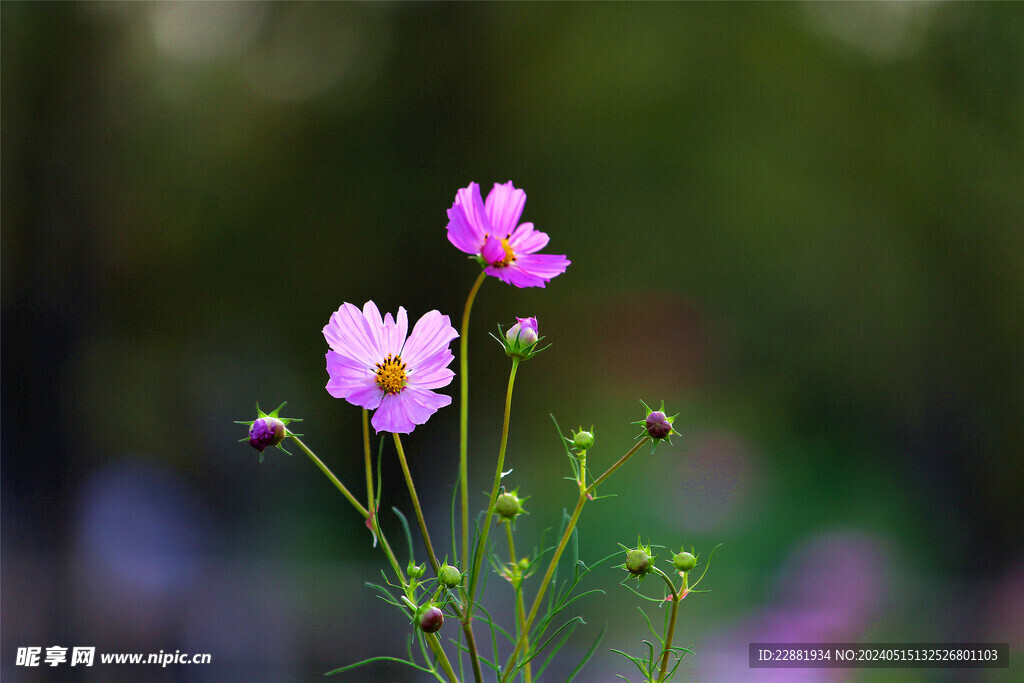 格桑花