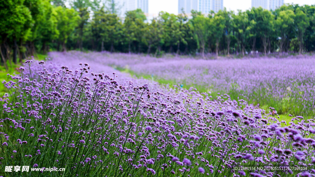 柳叶马鞭草