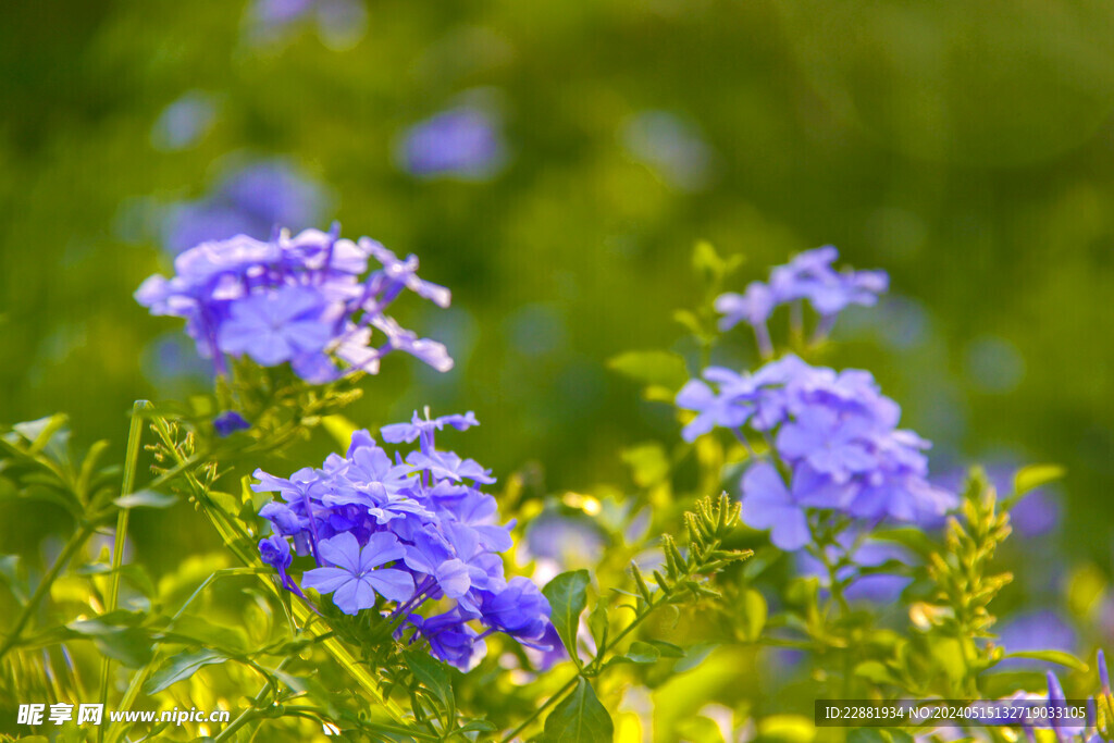 蓝雪花