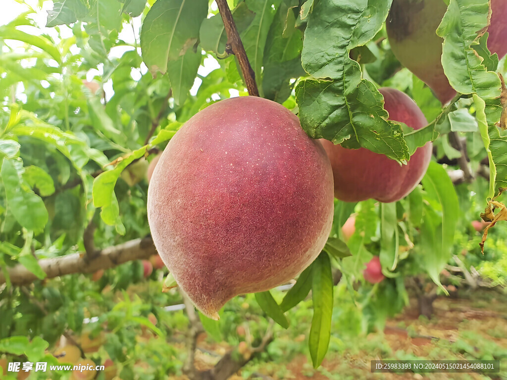 水蜜桃栽培