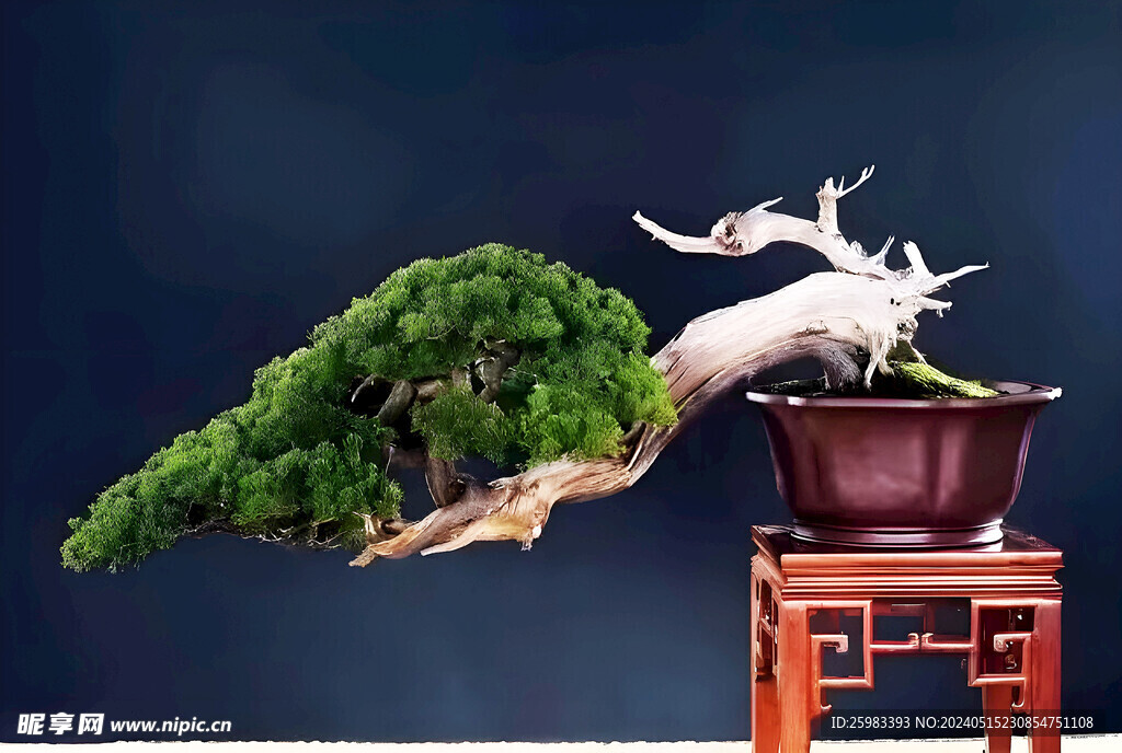 盆景