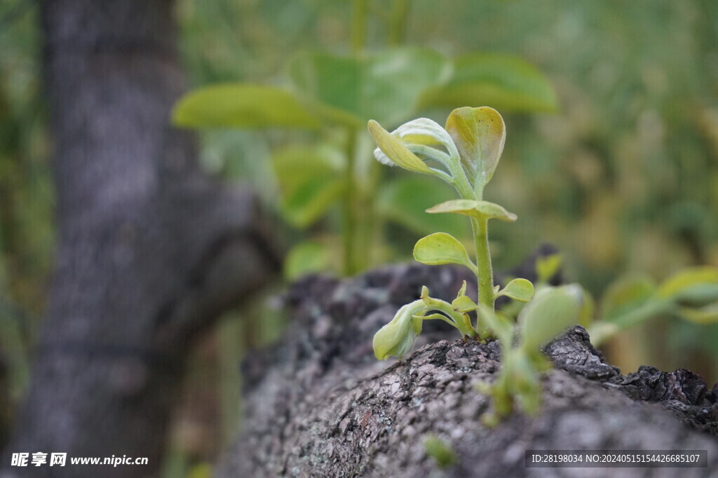 柿子树新芽