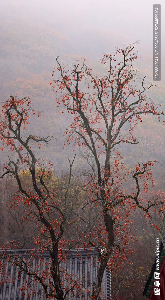 高清唯美风景拍摄竖屏素材