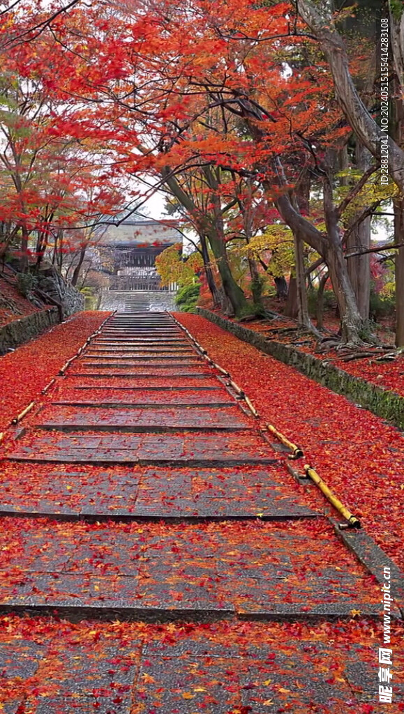 高清唯美风景拍摄竖屏素材