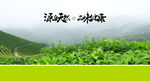  茶文化