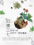 云南三七
