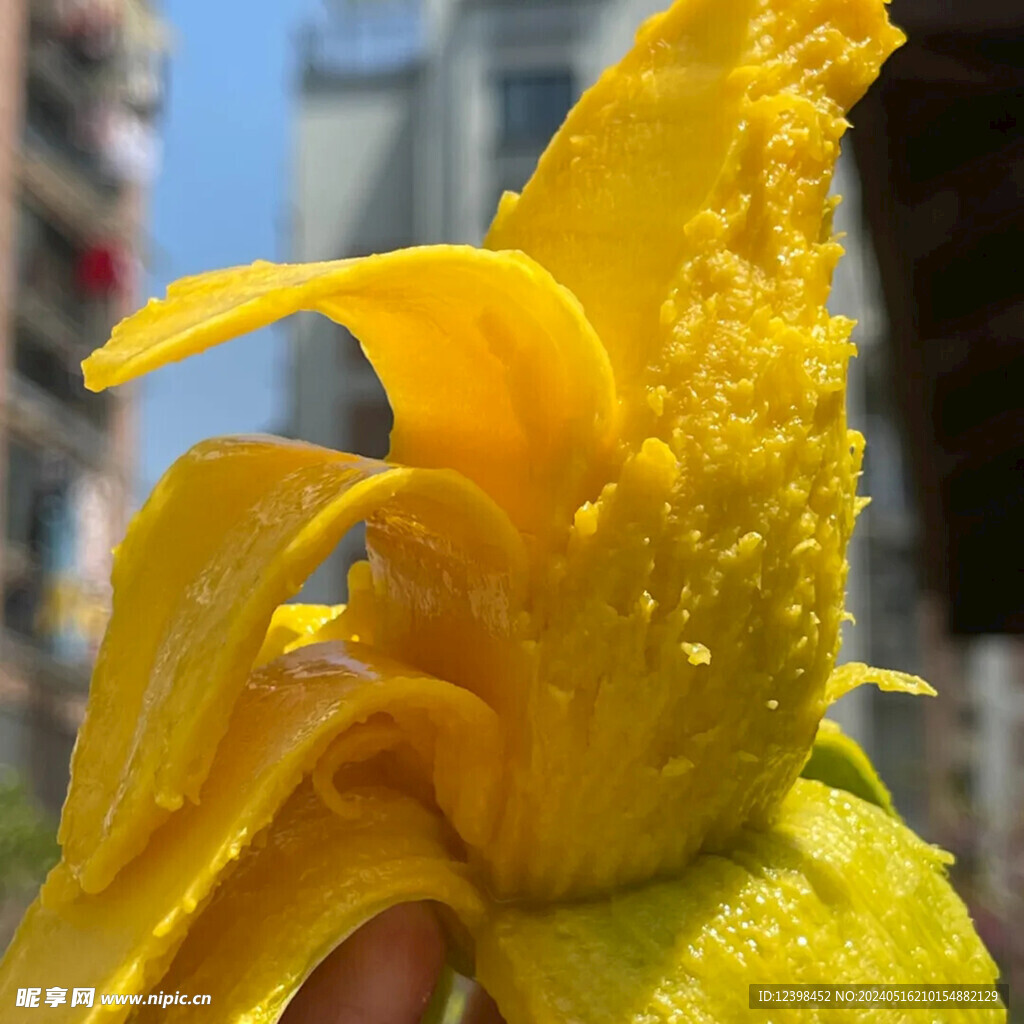 芒果