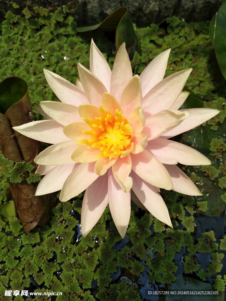 莲花