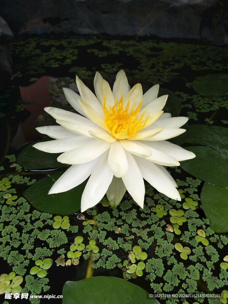 莲花