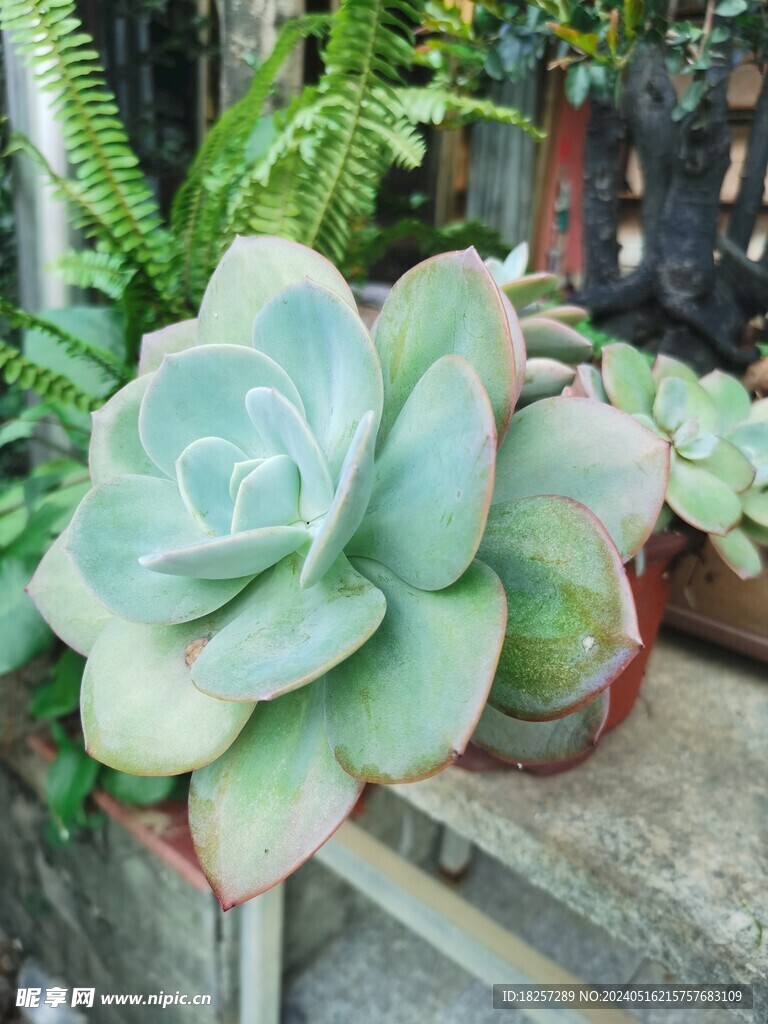 多肉