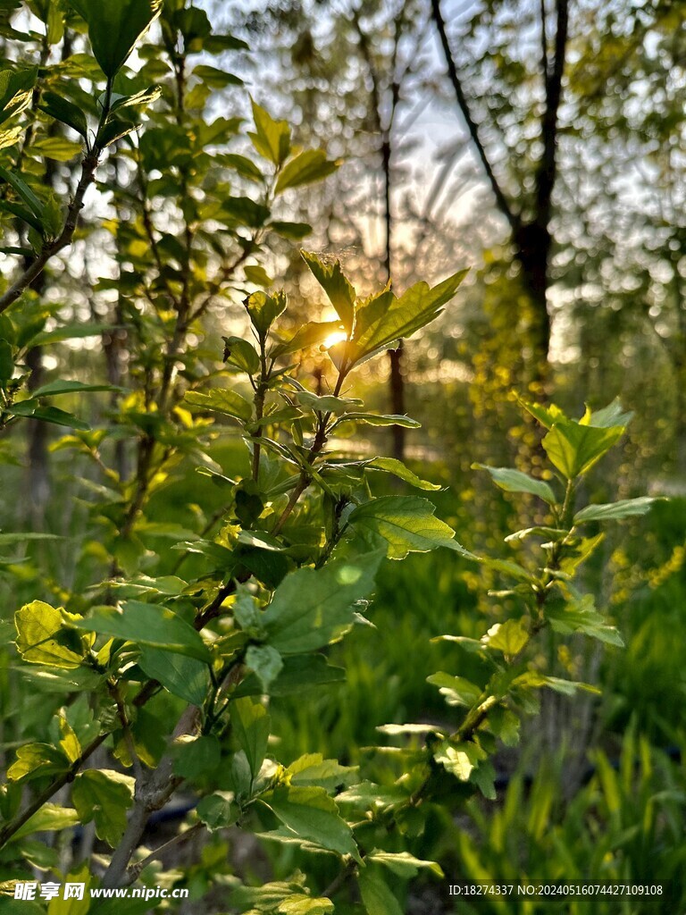 初夏植物