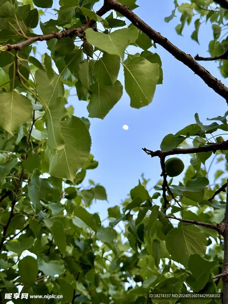 初夏植物