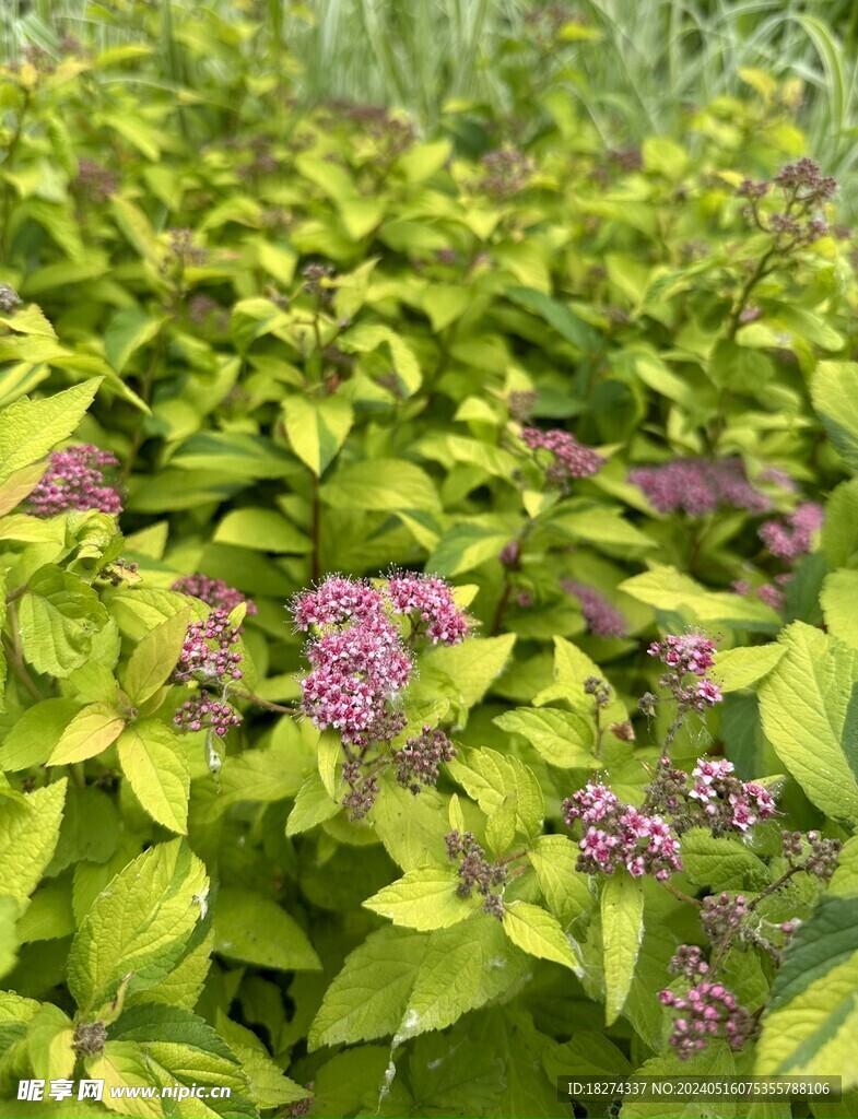 初夏植物