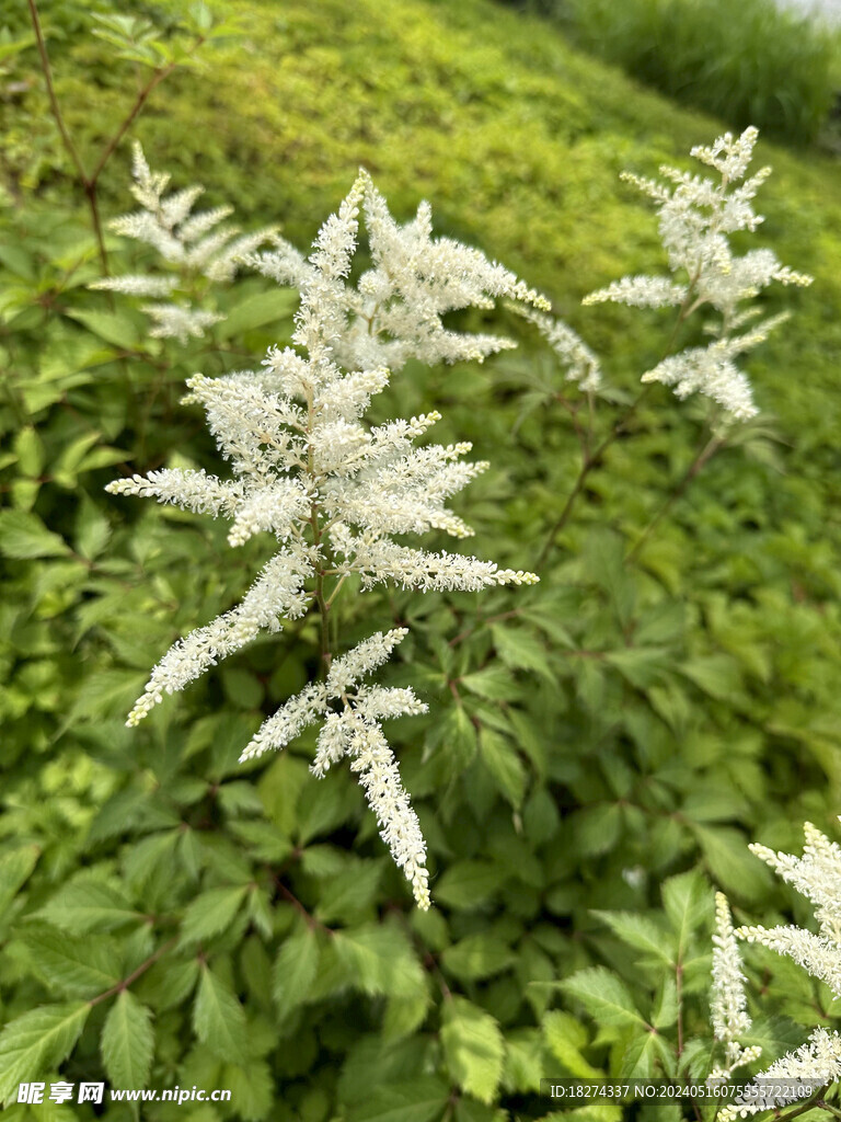 初夏植物