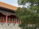 故宫门楼古树
