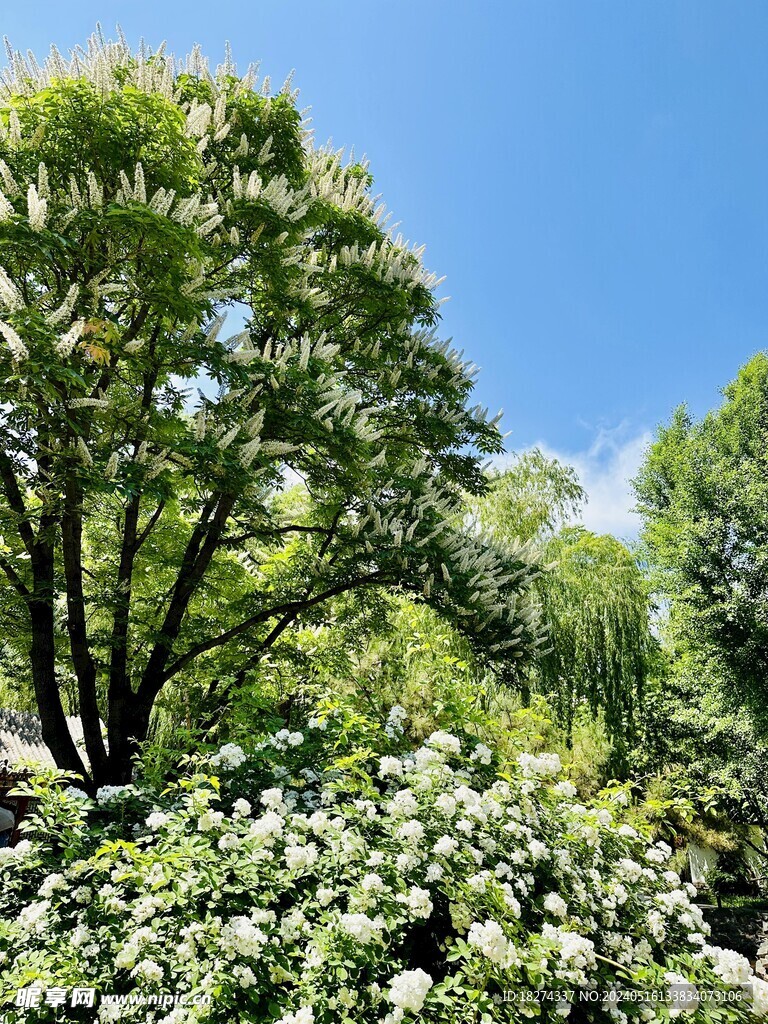 大观园绿植古树新花