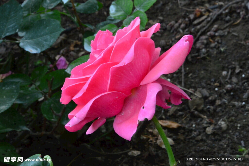 月季花 