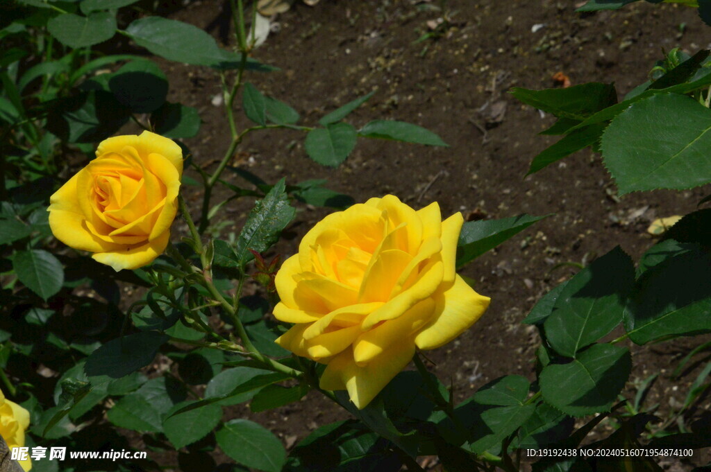 月季花 