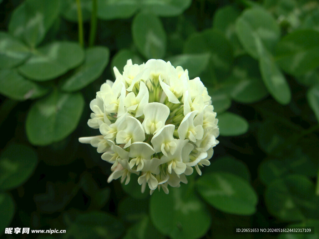 白车轴草白花苜蓿三叶草野花