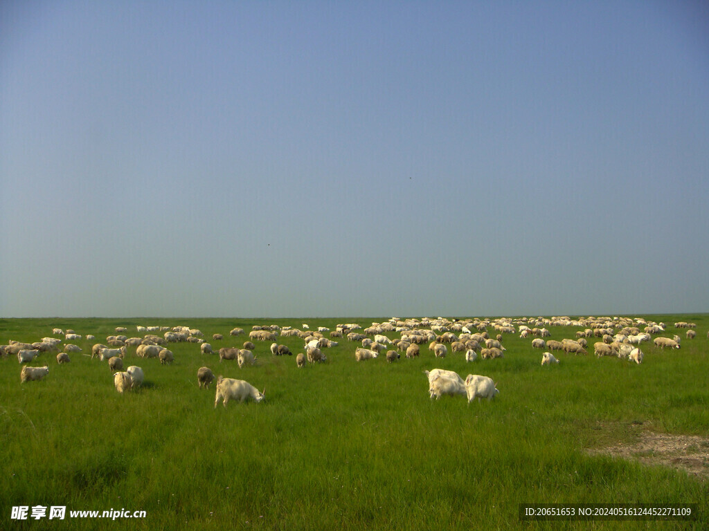内蒙古草原海拉尔满洲里呼伦羊群