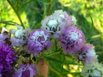 草原野花美花风毛菊
