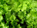 生菜