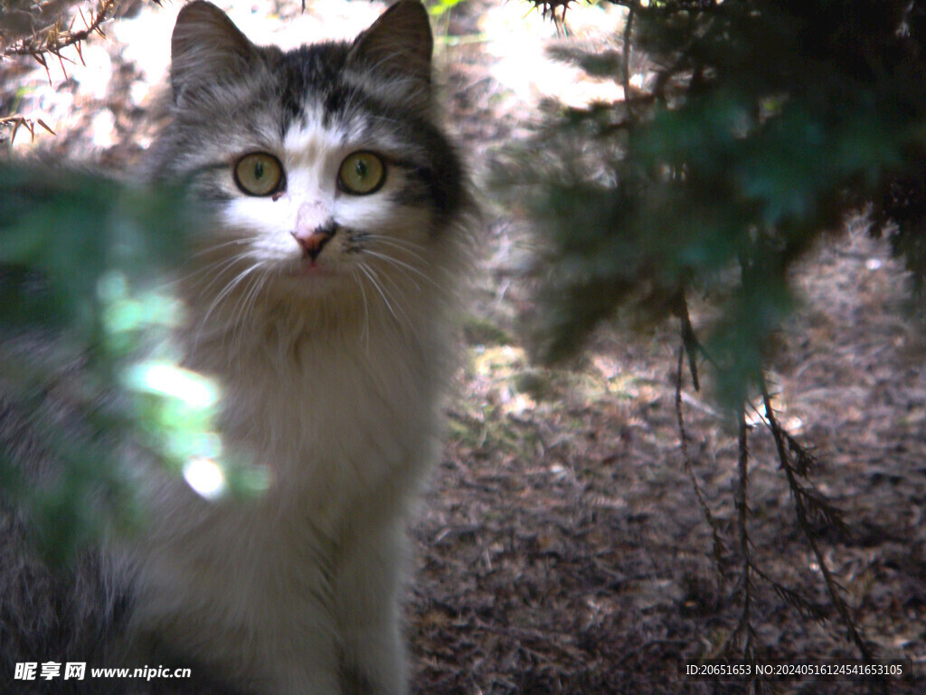 小花猫野猫