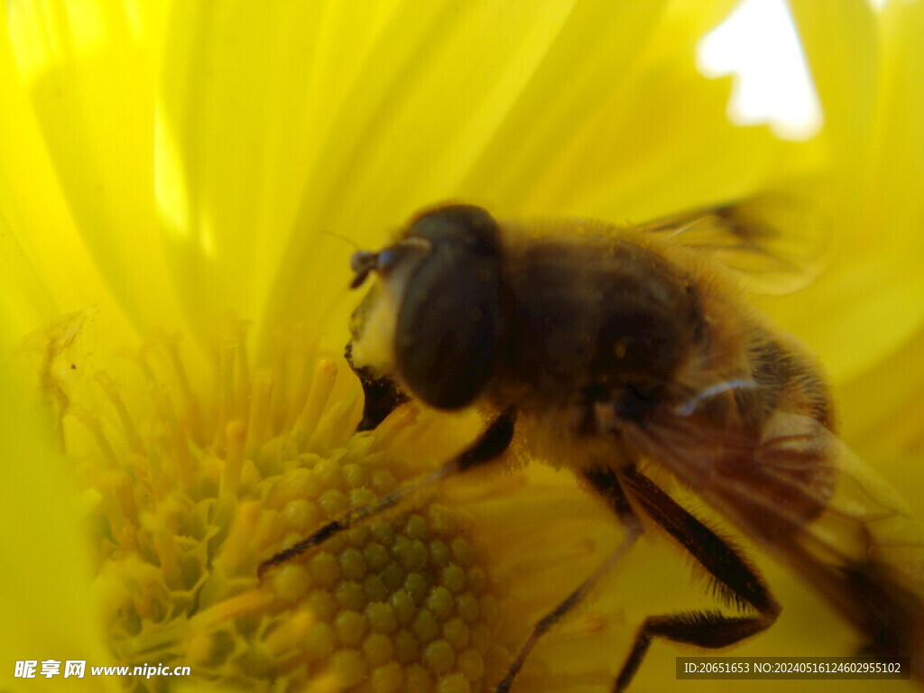 食蚜蝇蜜蜂采蜜