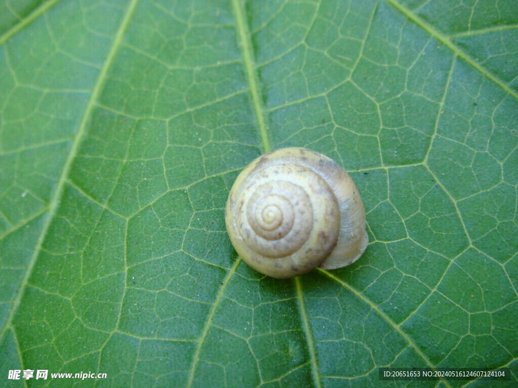 叶子上的蜗牛白玉蜗牛