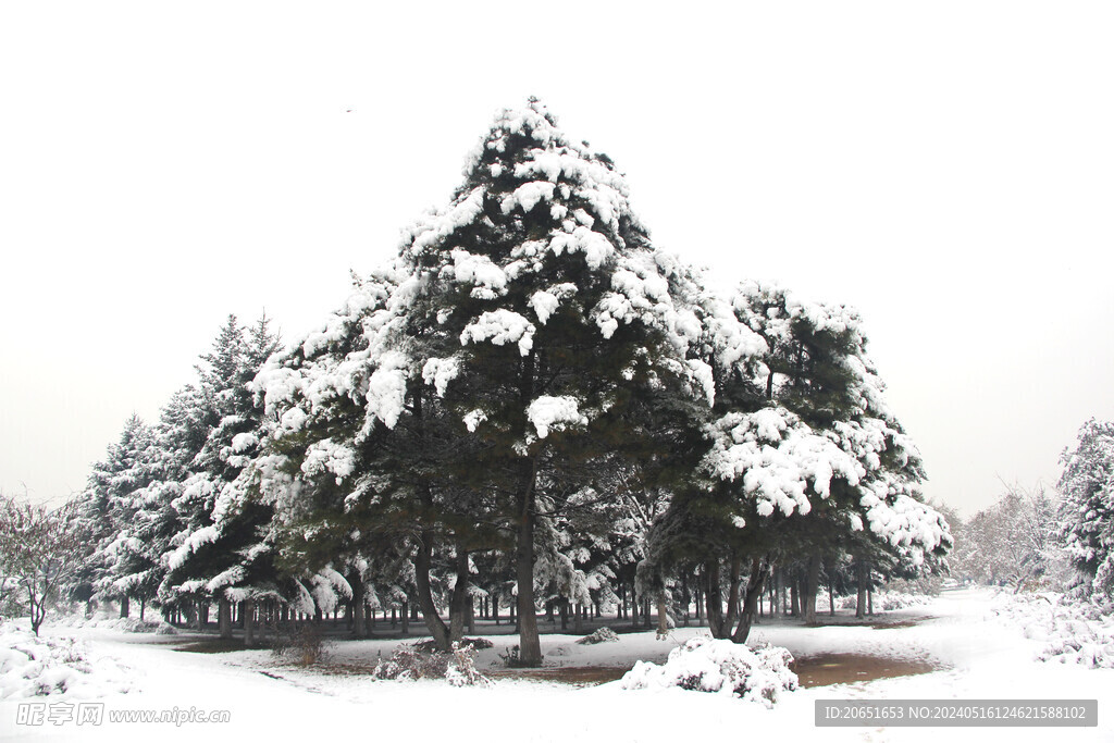 松树雪景