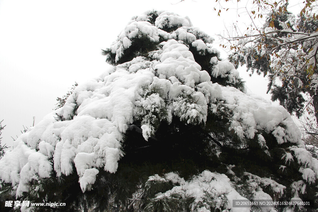 松树雪景