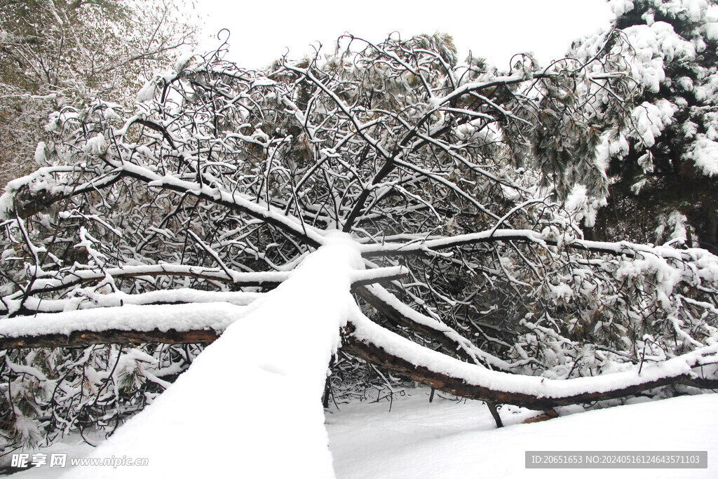 倒木雪景