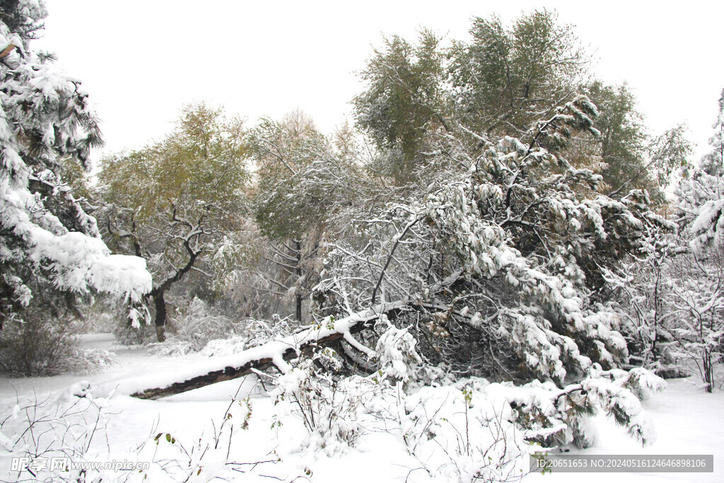 雪景倒树