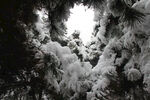 森林雪景