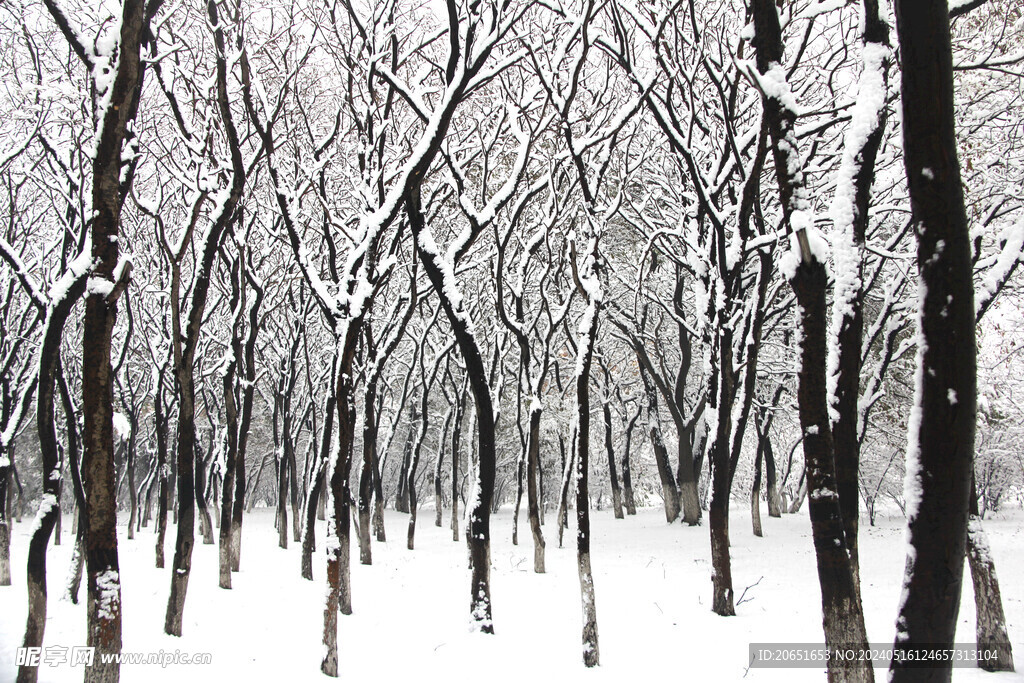 森林雪景